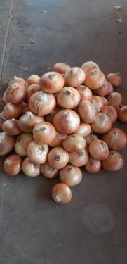 Public product photo - We are  ( Kemet farms )  here  in Egypt 

we export all agricultural crops with high quality .
#Fresh_yellow_onion
● we can Delivery your request for any country
● Grade A
● packing : 10 , 15 or 25 kg 
● for Orders please send your message call Us +201271817478
Or send Email : kemetfarmsdonia@gmail.com
● Export  manager
mrs/ Donia Mostafa
